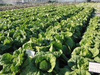 有限会社農業生産法人 茨城白菜栽培組合