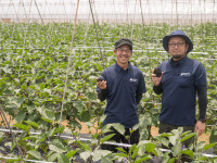白菜のまちで生まれた新たな名産「とろける万能水茄子」