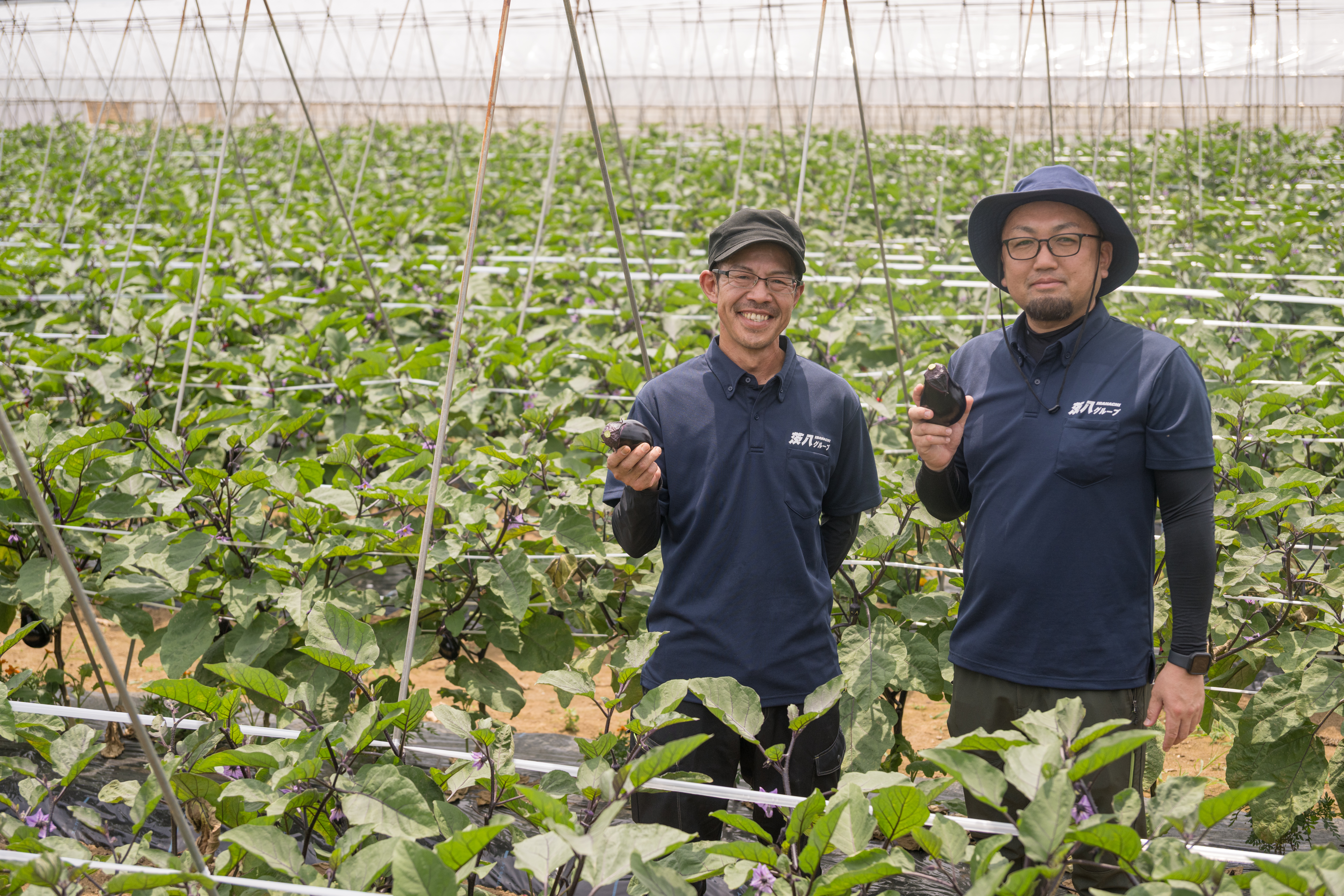 小さな農家 白菜のまちで生まれた新たな名産「とろける万能水茄子」 ｜ 万農王国