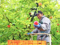 藤田観光りんご園